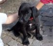 cane_pepe_adottato_agnese_melchiorri_2