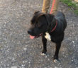 cane_pitbull_sanitario_di_rieti_adf