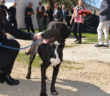 cane_potse_sanitario_di_rieti