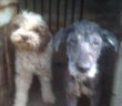 cane_rambo_e_billy_ulmino