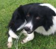 cane_san_luigi_poggio_mirteto_p&f