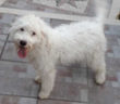 cane_simil_lagotta_andrea_fioravanti_passo_corese