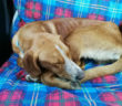 cane_turanense_sanitario_di_rieti_adf