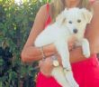 cane_vita_loredana_sofia