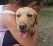 cane_winnie_sanitario_di_rieti_adf_2