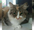 gattina_farfa_p&f