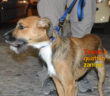 giornata_da_cani_4_0_2017_11