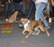 giornata_da_cani_4_0_2017_18