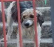 CANE_GRANICA_P&F