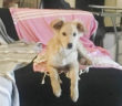 CANE_TOBY_PATRIZIA_BRANDI