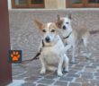 buono_cane_borbona
