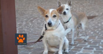 Animali con poteri paranormali?