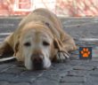 buon_cane_borbona_3