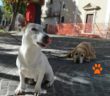 buono_cane_borbona_4