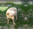 cane_Scricciola_patrizia_brandi