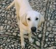 cane_abbazia_di_farfa_p&f