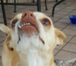 cane_cagnolina_chiesa_nuova_2