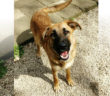 cane_cagnolina_teti_p&F