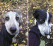cane_cani_della_sabina_sid_e_nancy_p&f