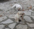 cane_cani_fassinoro_maria_cardellini_2