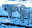 cane_cani_mosè_e_sophie_raffaella_de_vita