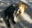 cane_cani_poggio_bustone_cantalice