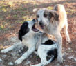 cane_cani_vescovio_p&f