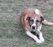 cane_chiara_piccirilli