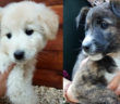 cane_cindy_e_annie_p&f