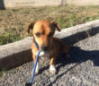 cane_cucciolo_sanitario_di_rieti_adf