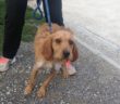 cane_estrella_adf_sanitario_di_rieti
