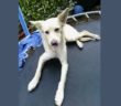 cane_gioia_laura_berardi