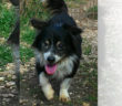 cane_houdini_rifugio_di_fiocco_adf