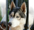 cane_husky_fiamignano