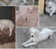 cane_luce