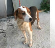 cane_molly_sanitario_di_rieti_adf