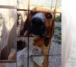 cane_occhi_nocciola_rifugio_di_fiocco_adf
