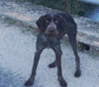 cane_peschiera
