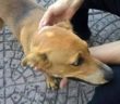 cane_poggio_mirteto_via_togliatti_p&f