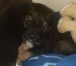 cane_puffetto_patrizia_brandi