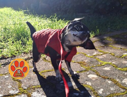 Sabato 8 novembre a Milano il convegno “Una riforma storica sui reati contro gli animali”