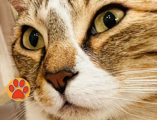 L’8 agosto 2025 si celebra la Giornata Internazionale del Gatto