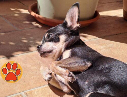 CAPIAMO I NOSTRI AMICI A QUATTRO ZAMPE – I cani hanno piacere a trascorrere ore sdraiati al sole. Perchè?