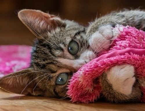 Cercasi staffetta Borgo Quinzio – Rieti per trasportare due gattine