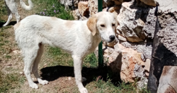 Cuccioli di cane da Fassinoro