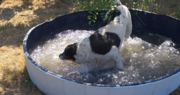 Erano state richieste piscine per cani. Arrivate, e in gran quantità :)