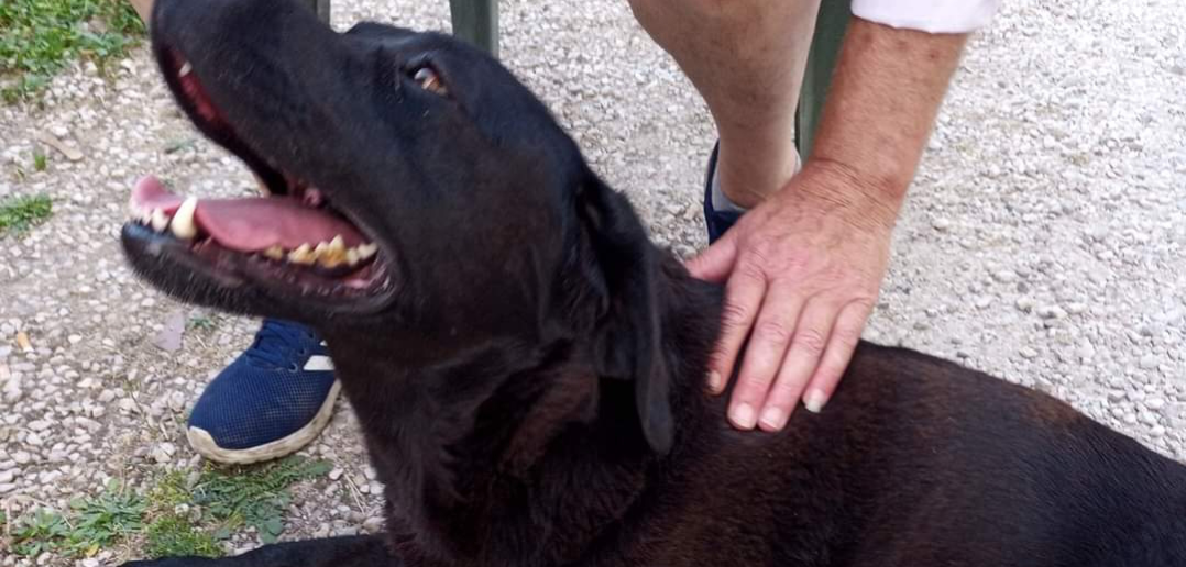 Labrador Nera Trovata Nei Pressi Di Poggio Fidoni Rieti 