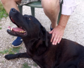 Labrador nera trovata nei pressi di Poggio Fidoni (Rieti)