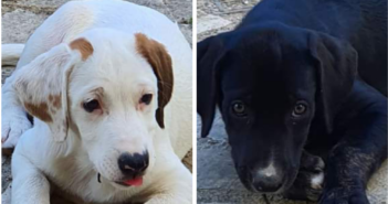 Cuccioli simil Labrador ancora senza casa. Facciamo fumare il telefono con le richieste di adozione