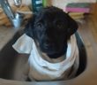 cane_Cagnoline_cucciole_Adozione_adottate_oasi_di_brenda